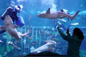 西安曲江海洋极地公园于5月30日正式恢复开园图片