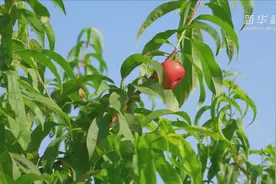 河北广宗：蟠桃飘香富农家视频封面