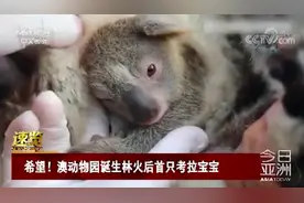澳大利亚一动物园诞生考拉宝宝，为灾难性林火肆虐数月后首只图片