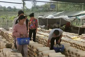 “80后”夫妻返乡创业 种植猕猴桃食用菌带动村民实现增收图片