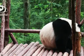 熊猫社区|假期综合症——再让我多睡一会儿视频封面