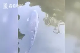 网红鲤鱼“莽子”被偷走，有人送来二三四莽，结果死了一批鱼图片