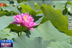 四川新闻丨赏花又摘果 这个周末这样过图片
