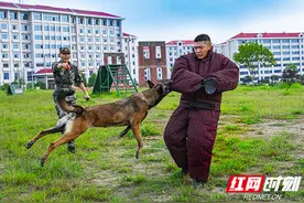 组图丨飞跃断桥、钻跃火障，训练场上军犬同样英姿飒爽图片
