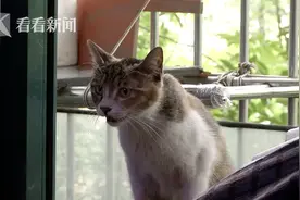 老奶奶喂了一只流浪猫，第二天打开窗收到四份惊喜图片