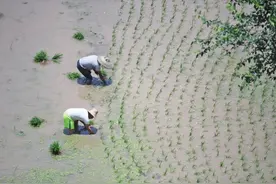 码头和庙乡：浦市的两种身份图片