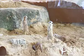 重庆动物园来了12只新晋萌神！它们是《狮子王》中“丁满”的原型  6月1日正式与你见面图片