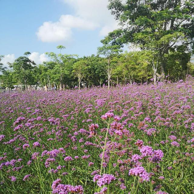 流年似水，浮生如茶，岁月如歌（诗文）