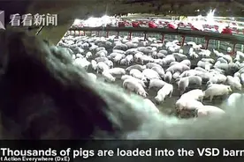 美国猪场因疫情瘫痪 镜头拍下数千头猪被人为活活蒸死图片