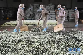 福建省今年前4个月出口茶叶7726吨 同比增长8.7%图片