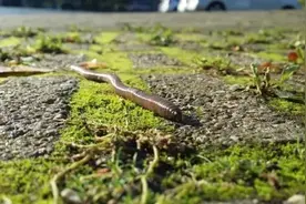 为什么蚯蚓切两半还能活？终于有人搞清楚了图片