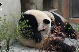 30秒丨超萌超治愈！大熊猫挠痒痒集锦图片