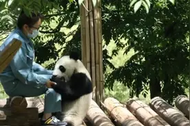 午FUN｜谁还不是个宝宝啦！围观大熊猫如何“花式撒娇”图片