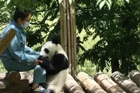 午FUN｜谁还不是个宝宝啦！围观大熊猫如何“花式撒娇”图片
