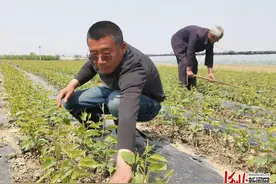 奋力夺取双胜利｜河北昌黎县：小苗木种成摇钱树图片