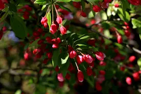 海棠花——学名：Malusspectabilis图片