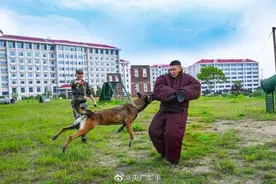 战斗力满满！一组酷图带你看军犬专业训练图片