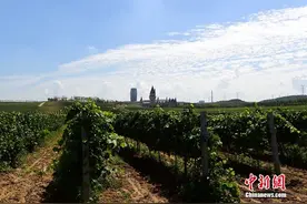 米兰投资银行：张裕公司葡萄园总面积居世界首位图片