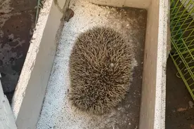 刺猬溜进居民院 森林公安将其放生图片