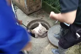 我的猪掉坑里了……你没看错！金华民警又救人也要救大号“佩奇”图片