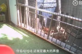 小区幼儿园养鸡遭居民举报，老师：教育部门要求有动物饲养角图片