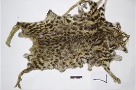 永善销毁70余件野生动物死体和制品图片