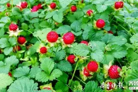 见过野草莓吗？现在不多见了图片