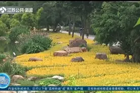 广西南宁：青秀山十万株醉蝶花竞相盛开，市民游玩纳凉好去处视频封面