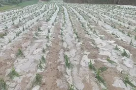 甘肃通渭连续两天遭冰雹袭击 15个乡镇严重受灾图片