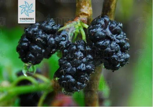 快来看看，有没有你童年爱吃的野果