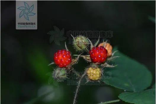 快来看看，有没有你童年爱吃的野果