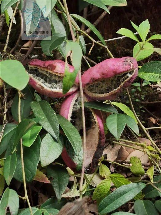 快来看看，有没有你童年爱吃的野果