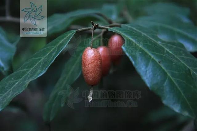 快来看看，有没有你童年爱吃的野果