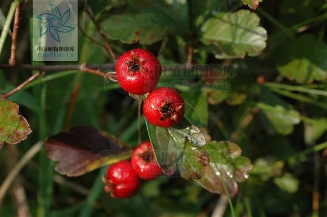 快来看看，有没有你童年爱吃的野果