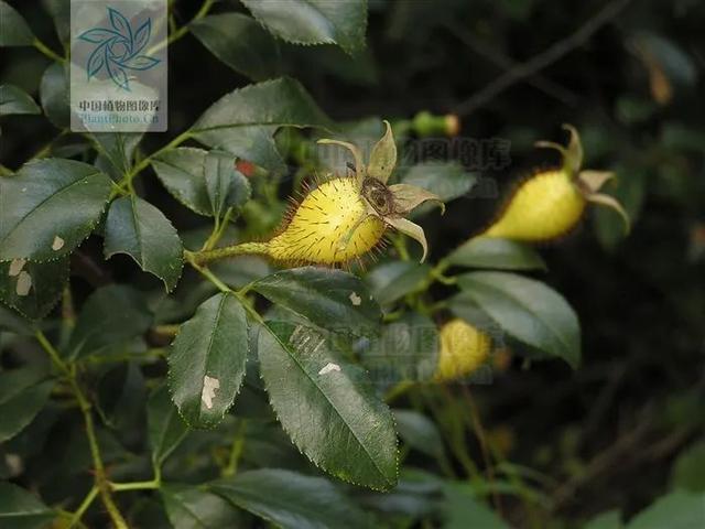 快来看看，有没有你童年爱吃的野果