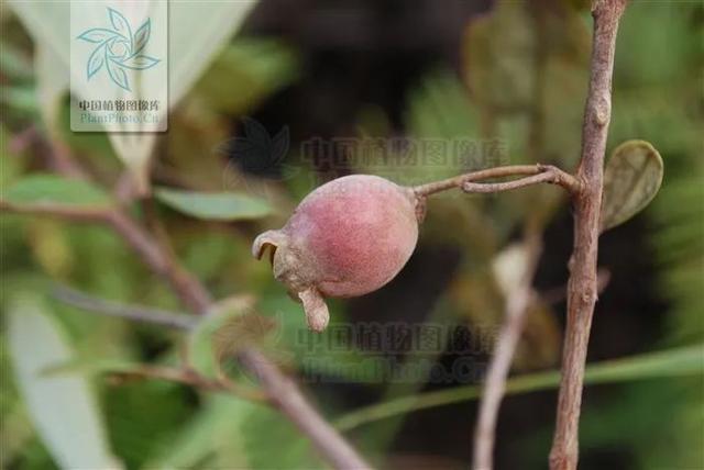 快来看看，有没有你童年爱吃的野果