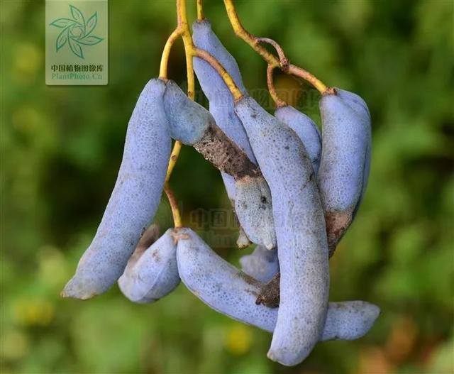 快来看看，有没有你童年爱吃的野果