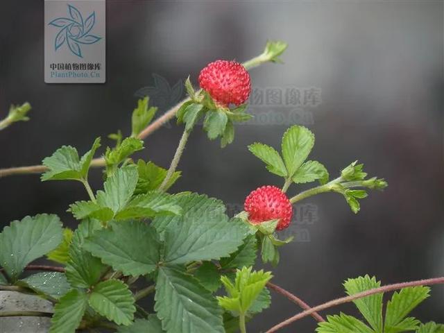 快来看看，有没有你童年爱吃的野果