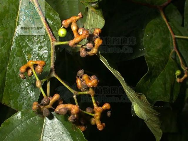 快来看看，有没有你童年爱吃的野果