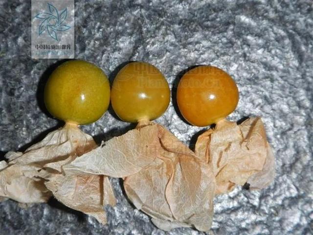 快来看看，有没有你童年爱吃的野果