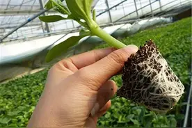 热浪来袭！夏季育苗要注意这几点图片