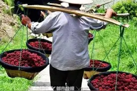 杨梅树也要坐月子！2020年台州仙居杨梅节今日开幕，梅农老杨讲了个仙居杨梅的秘密图片