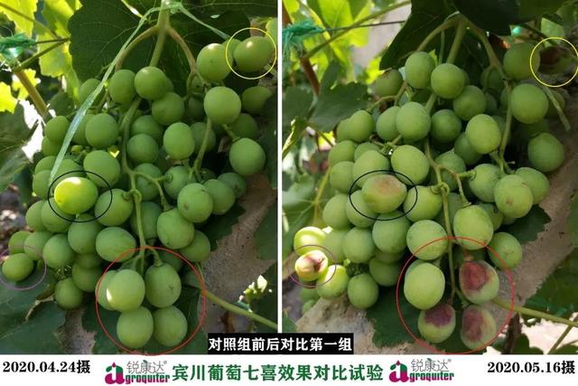 七喜：微量元素+钙，混配强、不拮抗！中微同补，农户用了直夸好