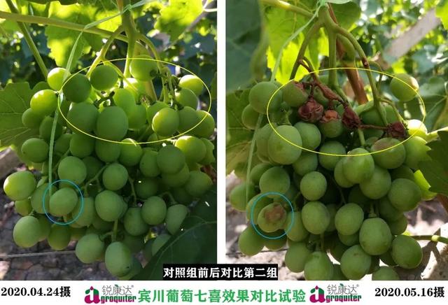 七喜：微量元素+钙，混配强、不拮抗！中微同补，农户用了直夸好