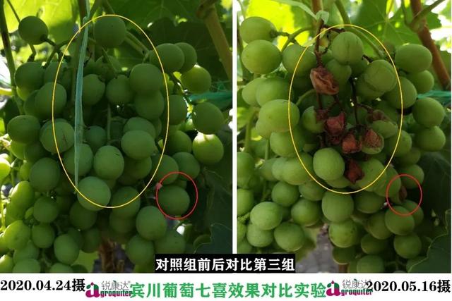 七喜：微量元素+钙，混配强、不拮抗！中微同补，农户用了直夸好