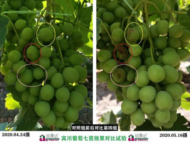 七喜：微量元素+钙，混配强、不拮抗！中微同补，农户用了直夸好