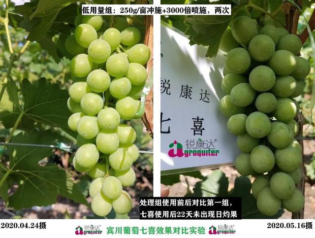 七喜：微量元素+钙，混配强、不拮抗！中微同补，农户用了直夸好