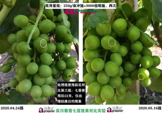 七喜：微量元素+钙，混配强、不拮抗！中微同补，农户用了直夸好