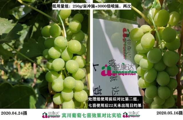 七喜：微量元素+钙，混配强、不拮抗！中微同补，农户用了直夸好