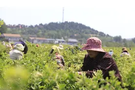 沃野里金银花丰收 家门口农民致富有望图片